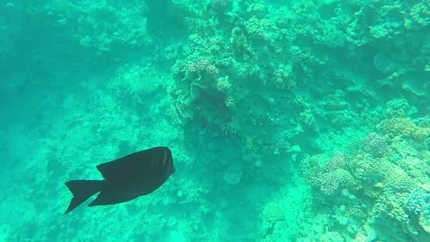 A large black fish swims over a dying coral reef in search of food Stock Footage 241607265