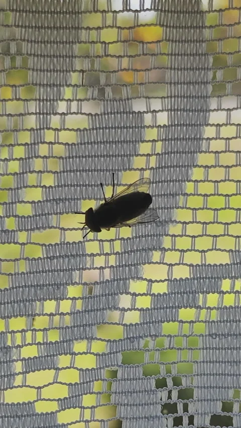 Large black fly moving on a gray patterned lace curtain. The insect is crawling Stock Footage 346846056