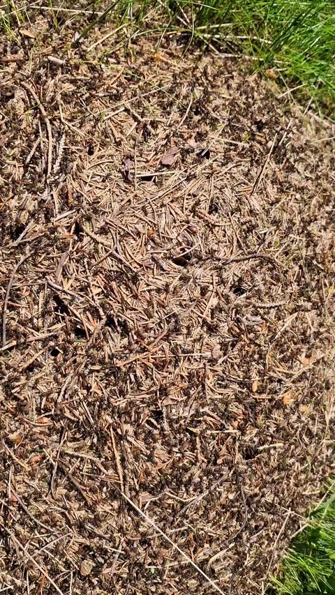 Large black forest ants running around at work in a natural anthill Stock Footage 310542664