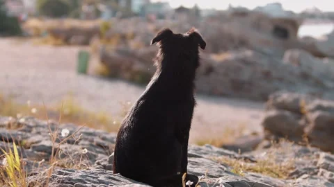Large black funny dog sits on crag on a hot summer day and saliva drips from the Vidéo 236564540