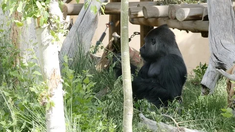 Large black gorilla sitting in the shade at a zoo on a hot summer day Stock Footage 122402895