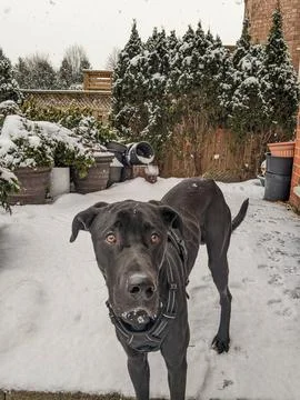 Large Black Great Dane Lab Mix Dog Standing in Snowy Backyard During Winter Foto stock