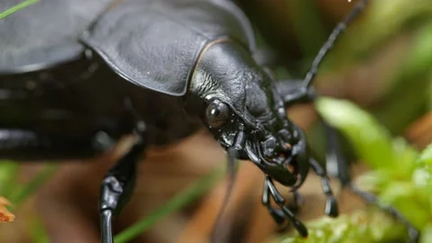 A large black ground beetle sits in the grass. Видео 153700432