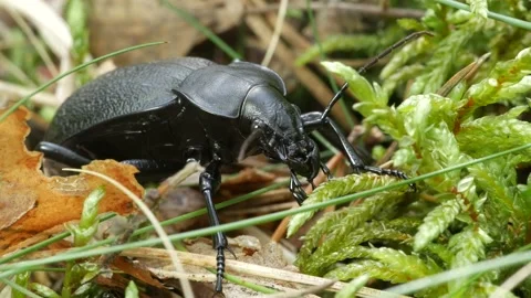A large black ground beetle sits in the grass. Stock Footage 153700653