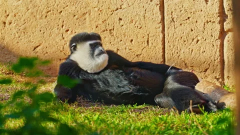 Large black humanoid monkey lies on a tree. Watching the life of animals. Close Stock Footage 306762555