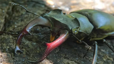 Large black insect stag beetle with large mandible in natural environment Stock Footage 315400524