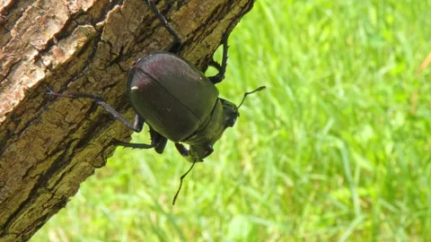 Large black insect stag beetle with large mandible in natural environment Stock Footage 315864738
