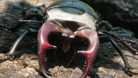 Large black insect stag beetle with large mandible in natural environment Stock Footage 316144905