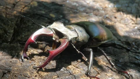 Large black insect stag beetle with large mandible in natural environment Stock Footage 316400021