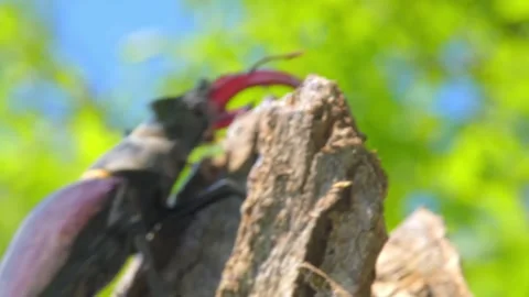 Large black insect stag beetle with large mandible in natural environment Stock Footage 316769842
