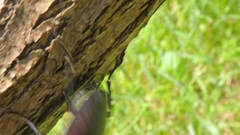 Large black insect stag beetle with large mandible in natural environment Stock Footage 316905801