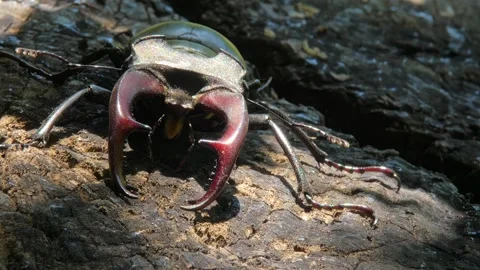 Large black insect stag beetle with large mandible in natural environment Stock Footage 317182562