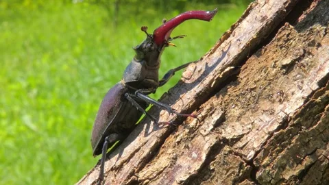 Large black insect stag beetle with large mandible in natural environment Stock Footage 317317483