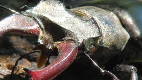 Large black insect stag beetle with large mandible in natural environment Stock Footage 317440146