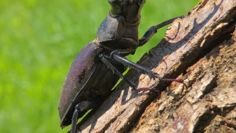 Large black insect stag beetle with large mandible in natural environment Stock Footage 317808898