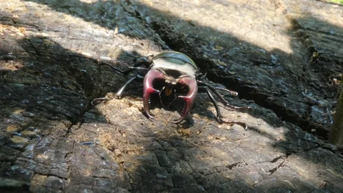 Large black insect stag beetle with large mandible in natural environment Stock Footage 318147224