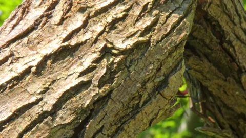 Large black insect stag beetle with large mandible in natural environment Stock Footage 318294412