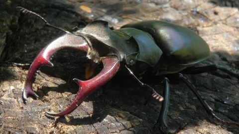 Large black insect stag beetle with large mandible in natural environment Stock Footage 318779410