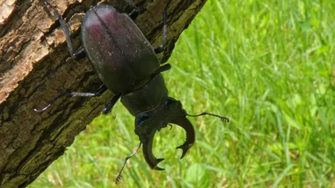 Large black insect stag beetle with large mandible in natural environment Stock Footage 319015505