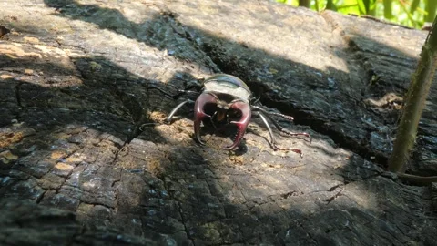 Large black insect stag beetle with large mandible in natural environment Stock Footage 319287223