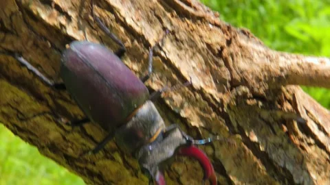 Large black insect stag beetle with large mandible in natural environment Stock Footage 319650218