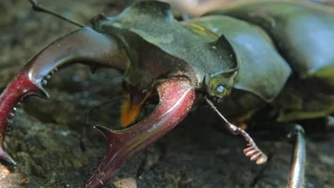 Large black insect stag beetle with large mandible in natural environment Video stock 319992313