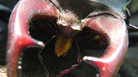 Large black insect stag beetle with large mandible in natural environment Stock Footage 320243088