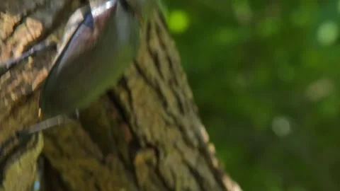 Large black insect stag beetle with large mandible in natural environment Video stock 320534238