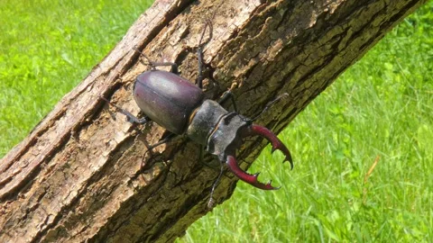 Large black insect stag beetle with large mandible in natural environment Stock Footage 320711366