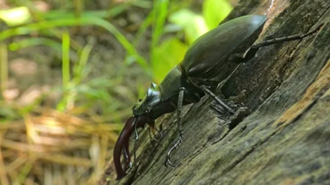 Large black insect stag beetle with large mandible in natural environment Stock Footage 321063193