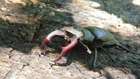 Large black insect stag beetle with large mandible in natural environment Stock Footage 321403060