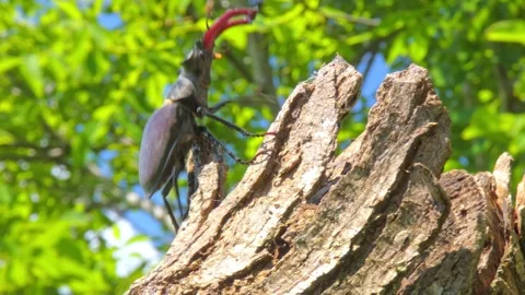 Large black insect stag beetle with large mandible in natural environment Stock Footage 321690171
