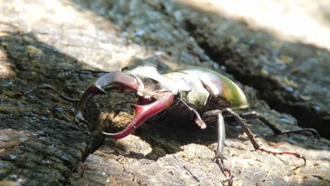 Large black insect stag beetle with large mandible in natural environment Stock Footage 322122871