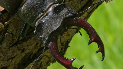 Large black insect stag beetle with large mandible in natural environment Stock Footage 322780257