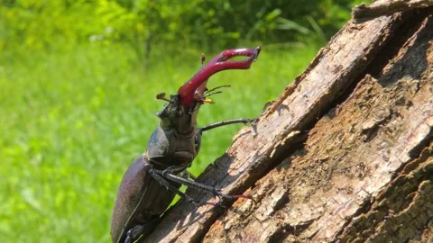 Large black insect stag beetle with large mandible in natural environment Stock Footage 323303127
