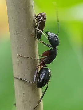 Large black insect on tree bark. Fotos de archivo
