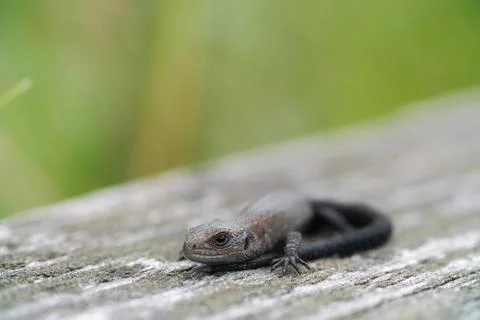 A large black lizard sits on an old wooden board. Wildlife. Stock Photos
