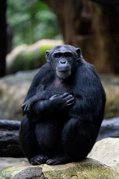 A large black monkey is sitting on a rock Stock Photos