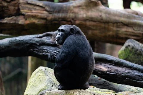A large black monkey is sitting on a rock Stock Photos