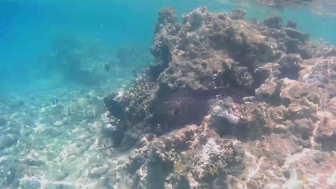  Large Black Moray Eel Emerging from and Retreating into Reef Crevice Vídeos de archivo 343729558