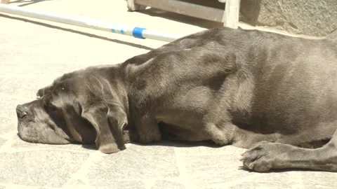 A large black Neapolitan mastiff black dog laying down in the floor under a Vídeos de archivo 303068025