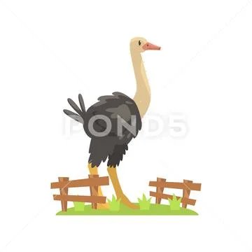 Large Black Ostrich Standing On Green Grass Patch In Open Air Zoo Enclosure Stock Illustration