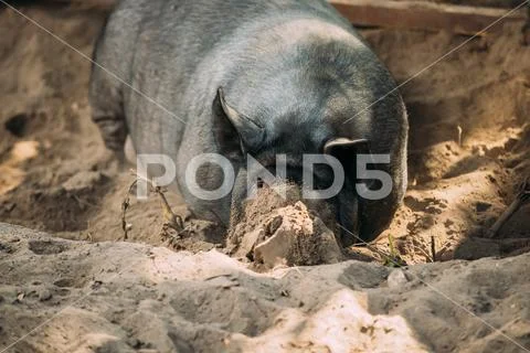 Large Black Pig In Farm. Pig Farming Is Raising And Breeding Of Domestic Pigs Stock Photos