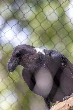Large black raven with a white patch on the nape. It eats insects, fruit, and Stock Photos