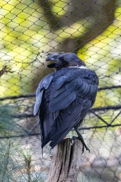 Large black raven with a white patch on the nape. It eats insects, fruit, and Stock Photos