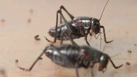 Large black red mormon cricket walks away from other pushy bug  Stock-Footage