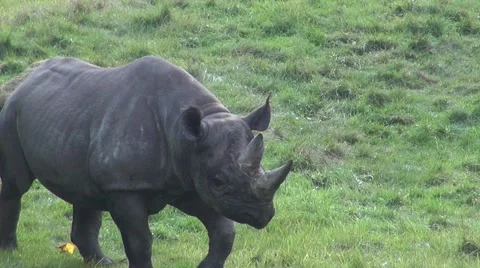 Large black rhino walking Video stock 63229547