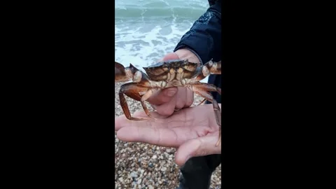 A large Black Sea crab. Stock Footage 288004862