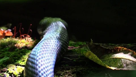 Large black snake with blue sheen crawls away closeup Vidéo 94480103