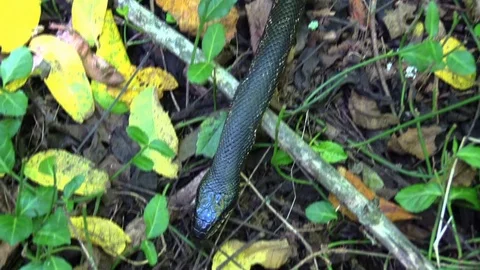 Large black snake crawling on forest floor view directly above Stock Footage 94481063